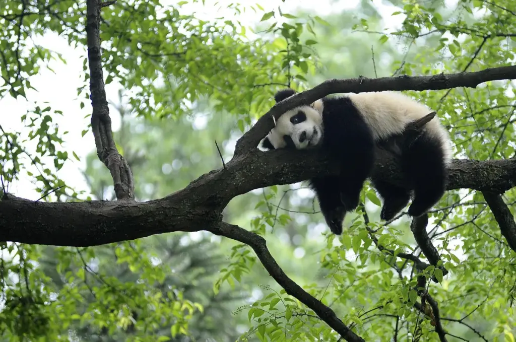 Panda lying on a tree branch