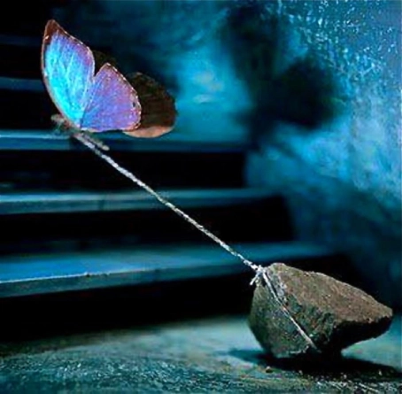 Butterfly tied to a rock with a string