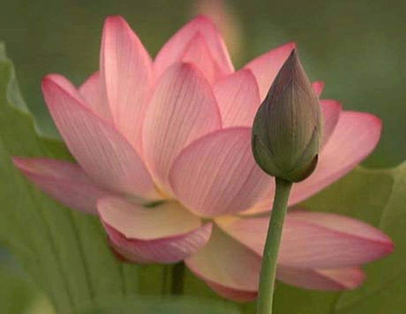 Pink lotus flower in bloom with a bud beside it